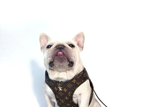Liun Vuito Luxury Harness & Leash Set