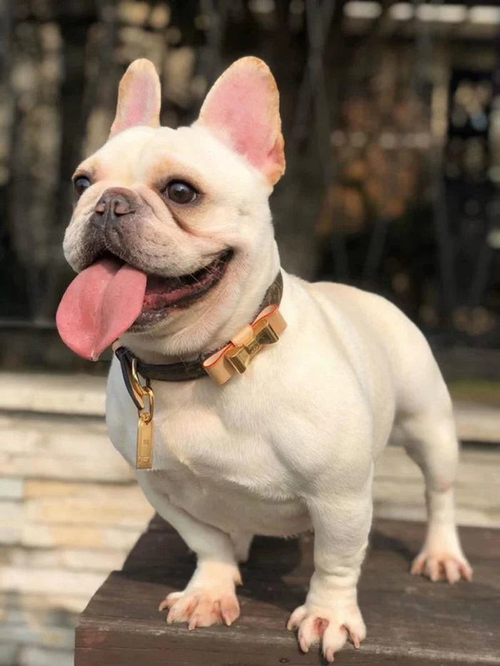 LL Designer Bow Dog Collar Set