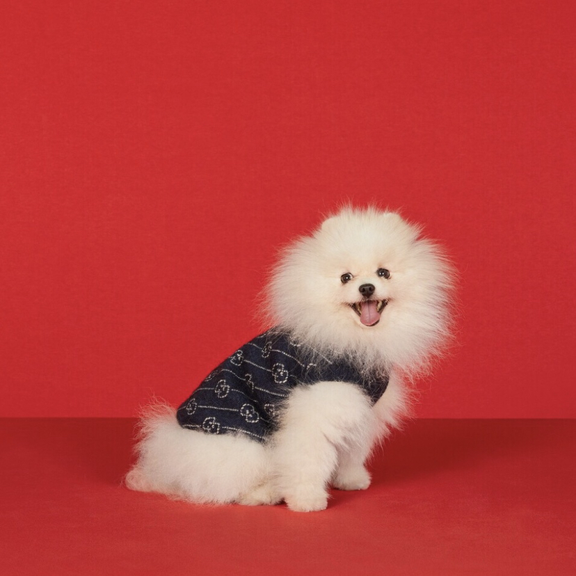 G-G luxury design pet dog sweater