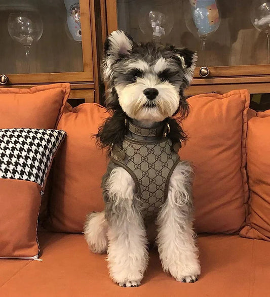 GG LEATHER POOCHI HARNESS, COLLAR & LEAD