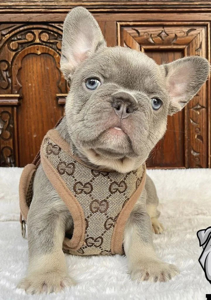 GG lettering luxury dog harness