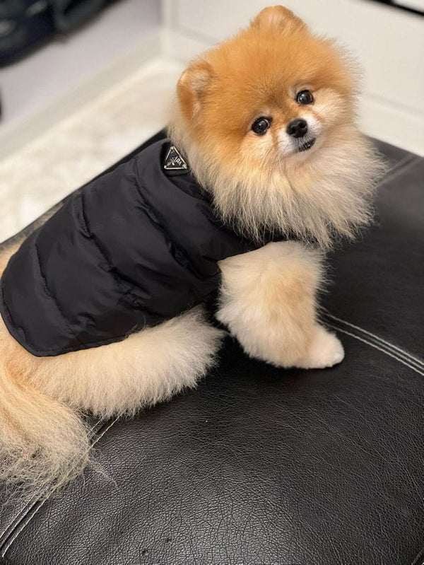 P black hoodie jacket